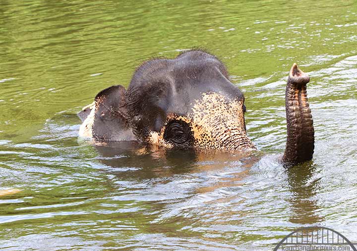 Elephant bathing near me, Elephant bathing Bangkok to Kanchanaburi riverkwai tour. Elephant bathing trip from Bangkok to elephant camp