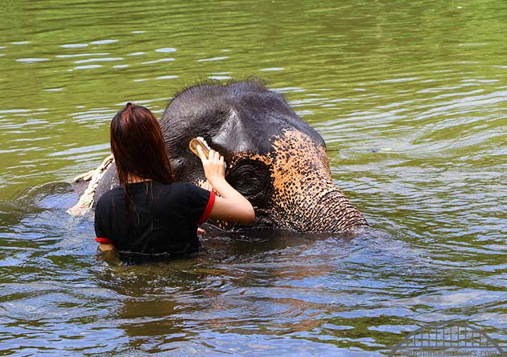 Elephant bathing near me, Elephant bathing Bangkok to Kanchanaburi riverkwai tour. Elephant bathing trip from Bangkok to elephant camp